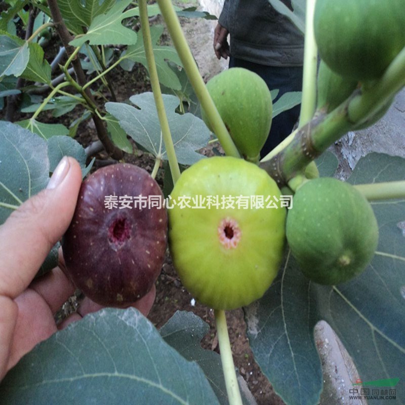 無(wú)花果苗培育基地 無(wú)花果苗最新批發(fā)價(jià)格