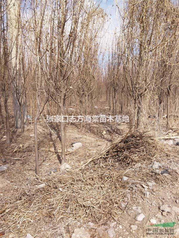 低價(jià)處理4--6公分八棱海棠清地出理超低價(jià)