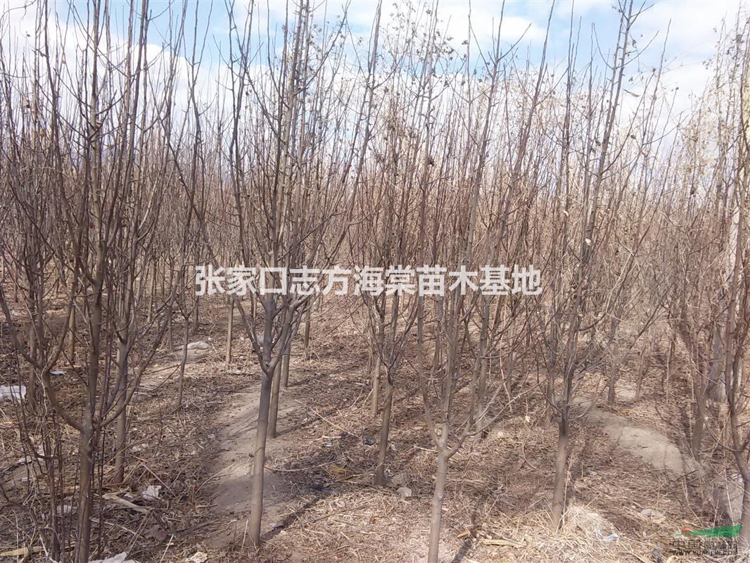 低價(jià)處理4--6公分八棱海棠清地出理超低價(jià)