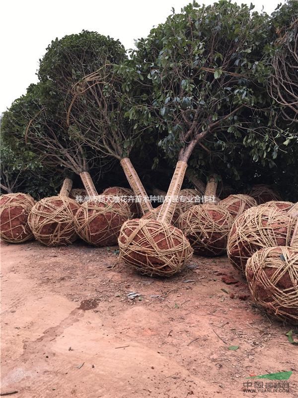 桂花樹(shù)價(jià)格湖南桂花圖片10-15公分高桿桂花樹(shù)20桂花價(jià)格