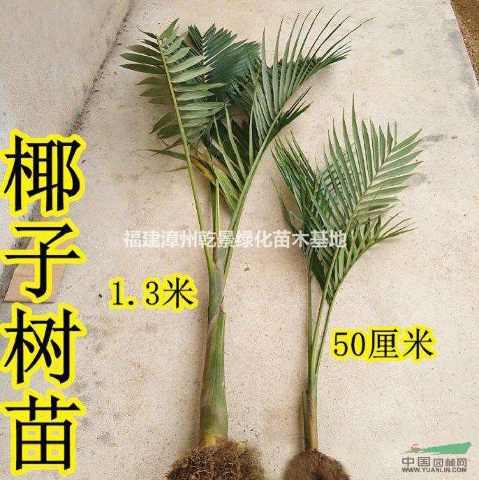 大王椰子樹價(jià)格，供應(yīng)大王椰子樹苗