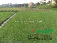 供應(yīng)馬尼拉草坪