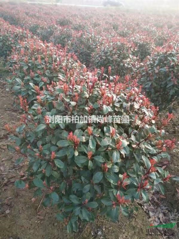 紅葉石楠球，高桿紅葉石楠樹(shù)，紅葉石楠圖片