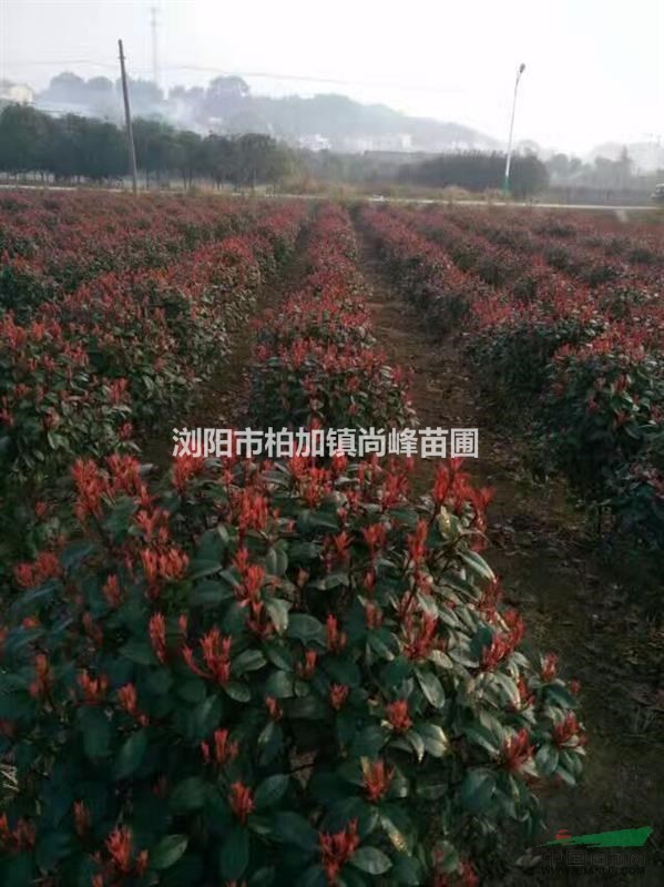 紅葉石楠球，高桿紅葉石楠樹(shù)，紅葉石楠圖片