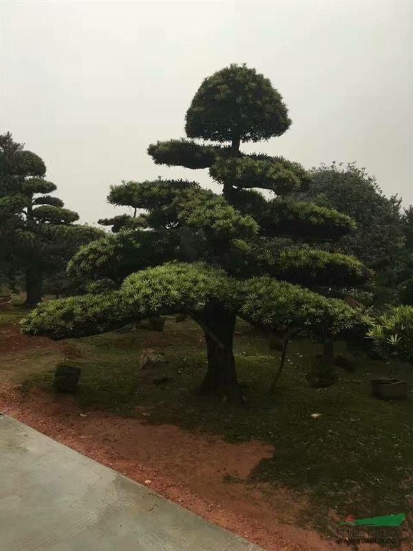 湖南精品造型羅漢松