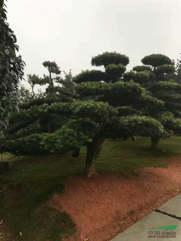 湖南精品造型羅漢松