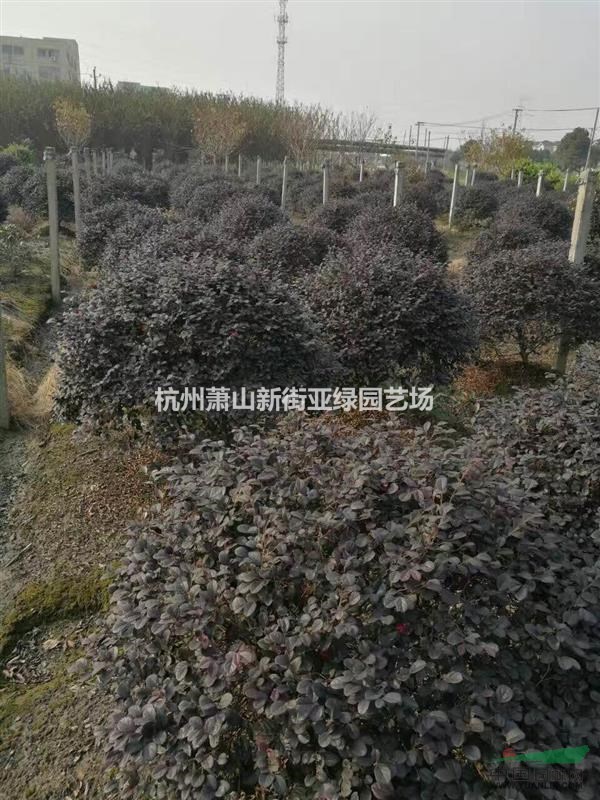供應(yīng)紅花繼母球