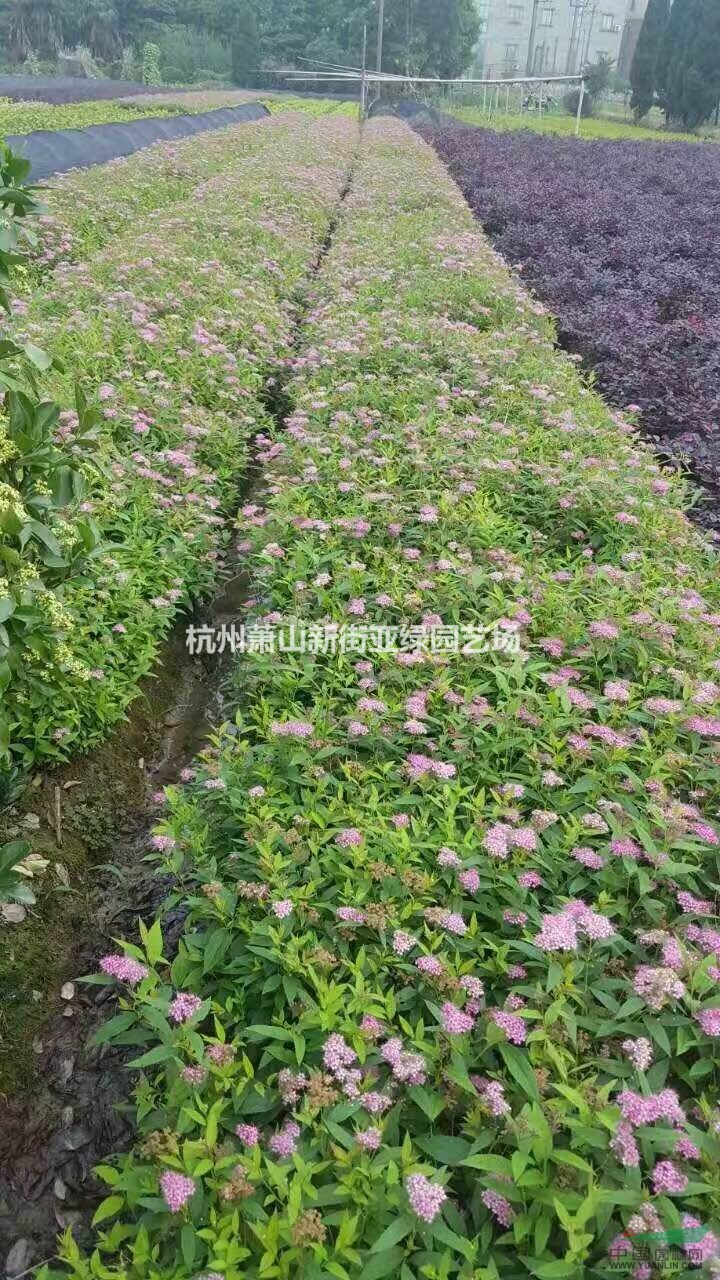 供應(yīng)繡線菊