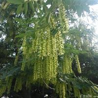 5--16公分楓楊批發(fā)*供應(yīng)