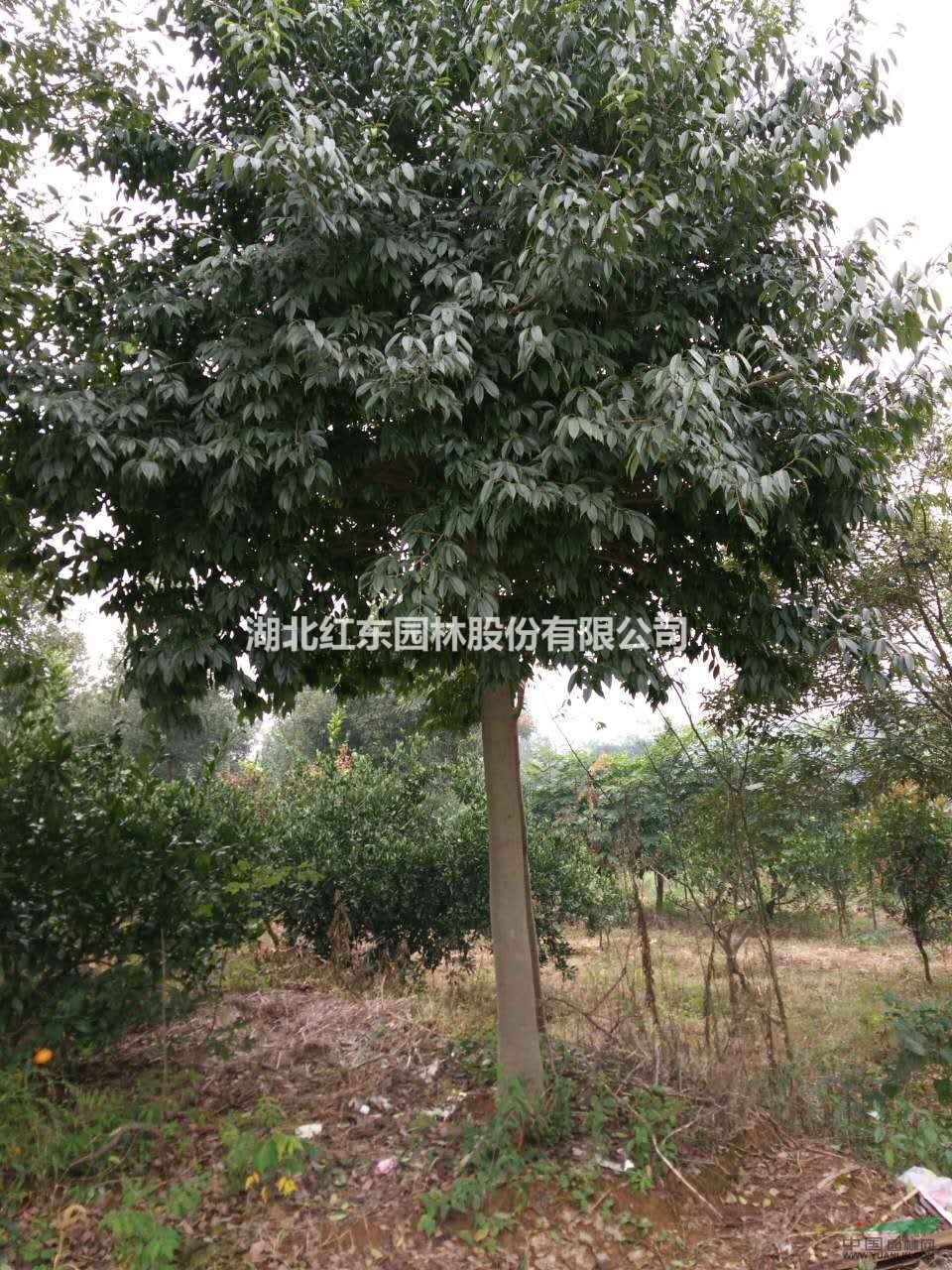 大量供應湖北紅果冬青