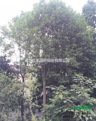 大量供應湖北紅果冬青