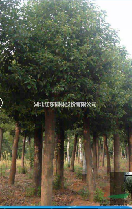 荊州松滋大量供應(yīng)紅果冬青
