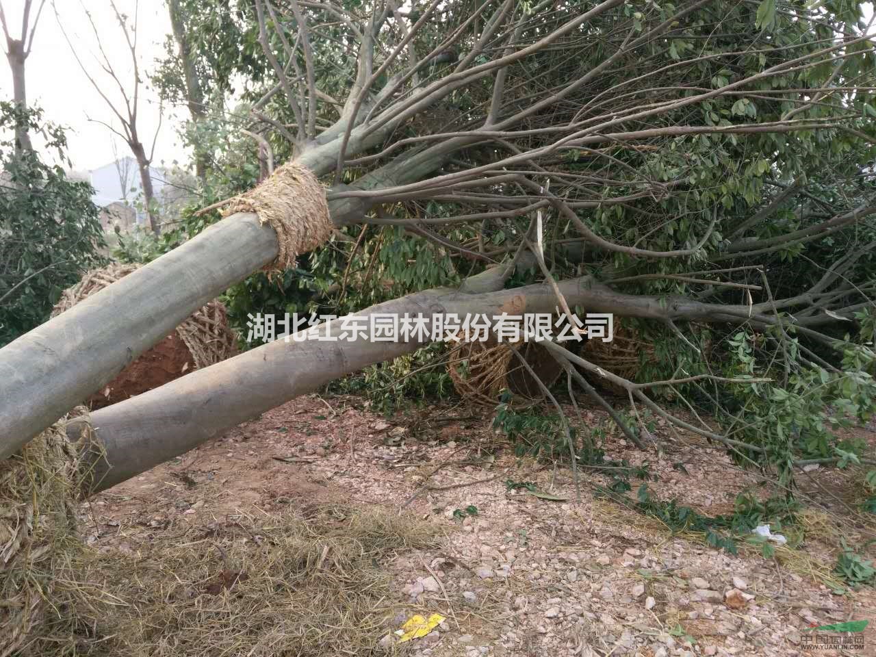 荊州松滋大量供應(yīng)紅果冬青