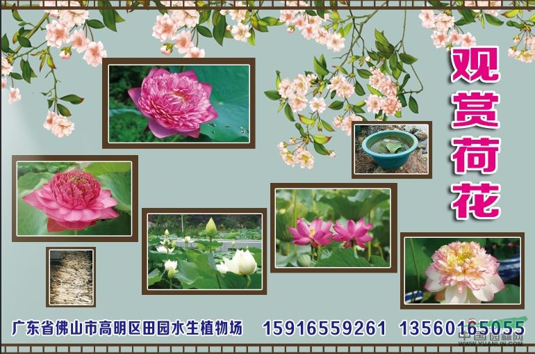 觀賞荷花，睡蓮,美人蕉，再力花，鳶尾，菖蒲，苦草，水蘊藻