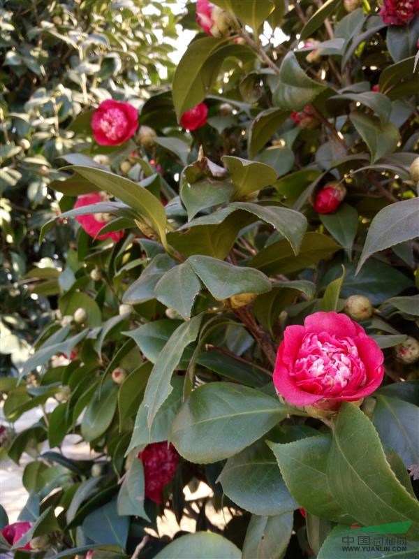 茶花 物美價廉 優(yōu)質(zhì)苗