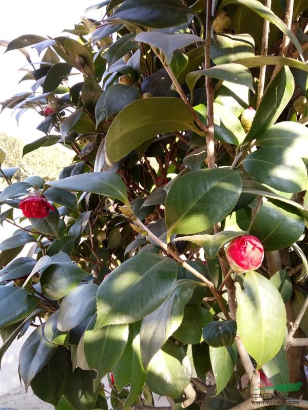 茶花 物美價廉 優(yōu)質(zhì)苗