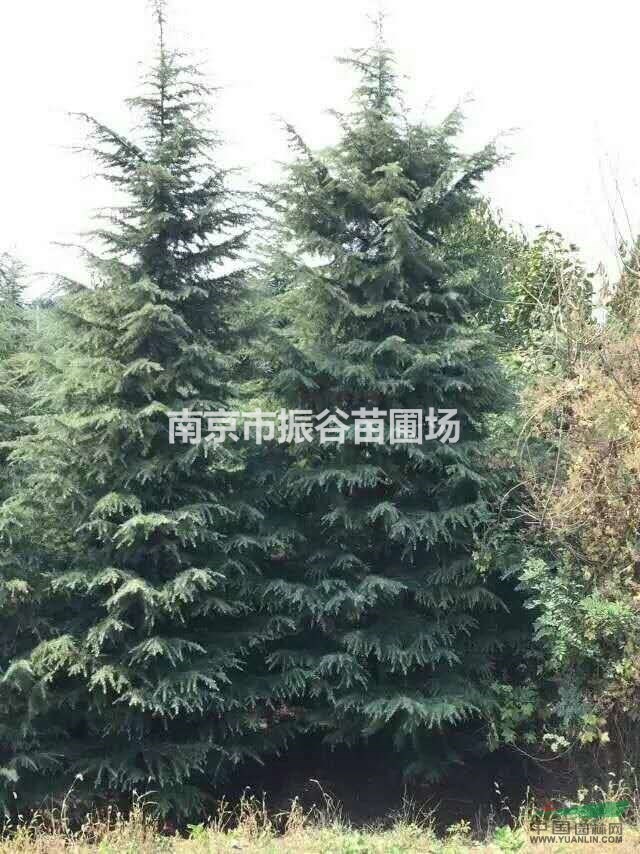 大量供應(yīng)4米雪松