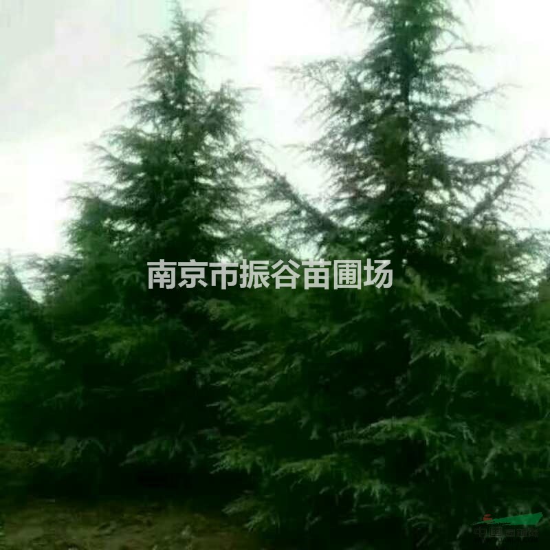 大量供應(yīng)4米雪松