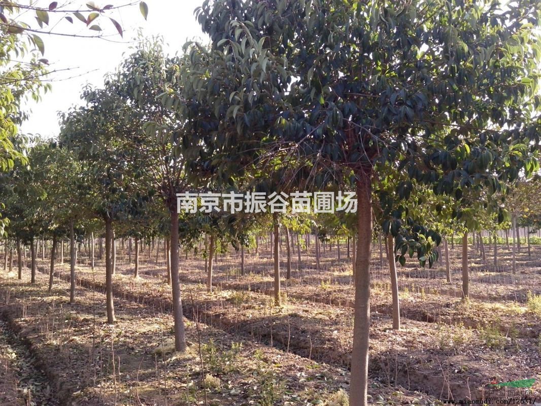 供應8公分大葉女貞