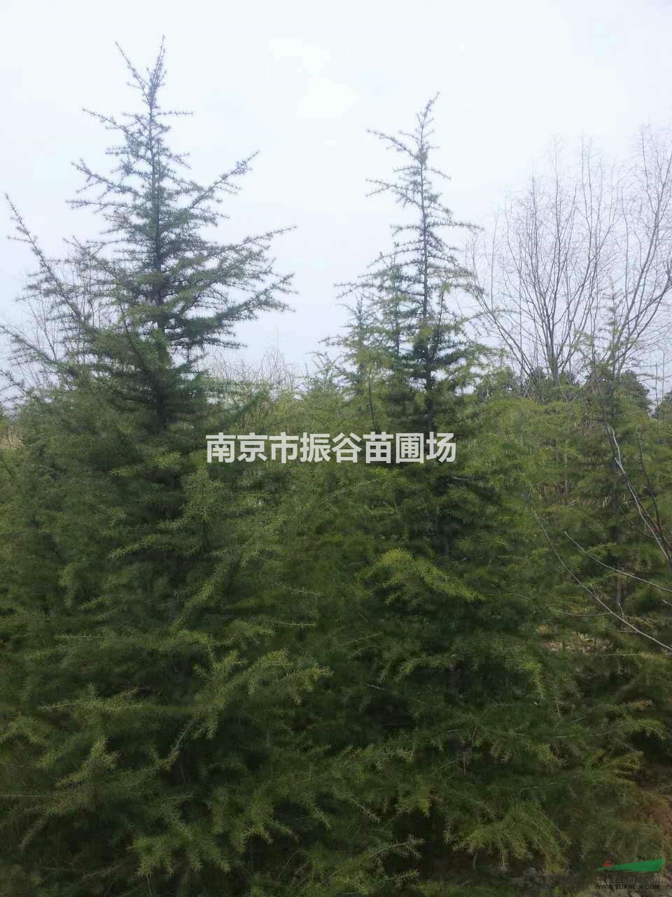 供應8公分大葉女貞