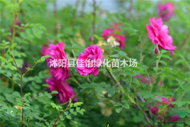 紅刺玫  紅刺玫小苗   紅刺玫苗圃 紅刺玫價(jià)格園林綠化