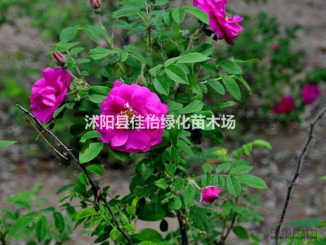 紅刺玫  紅刺玫小苗   紅刺玫苗圃 紅刺玫價(jià)格園林綠化
