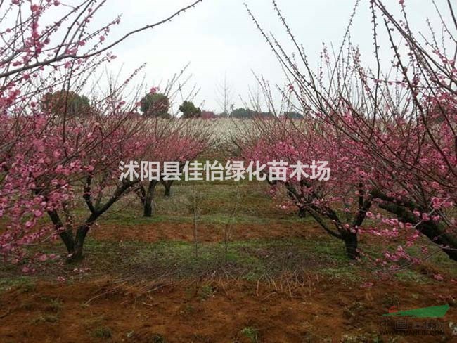 骨里紅梅  骨里紅梅小苗  紅梅苗圃園林綠化小區(qū)綠化