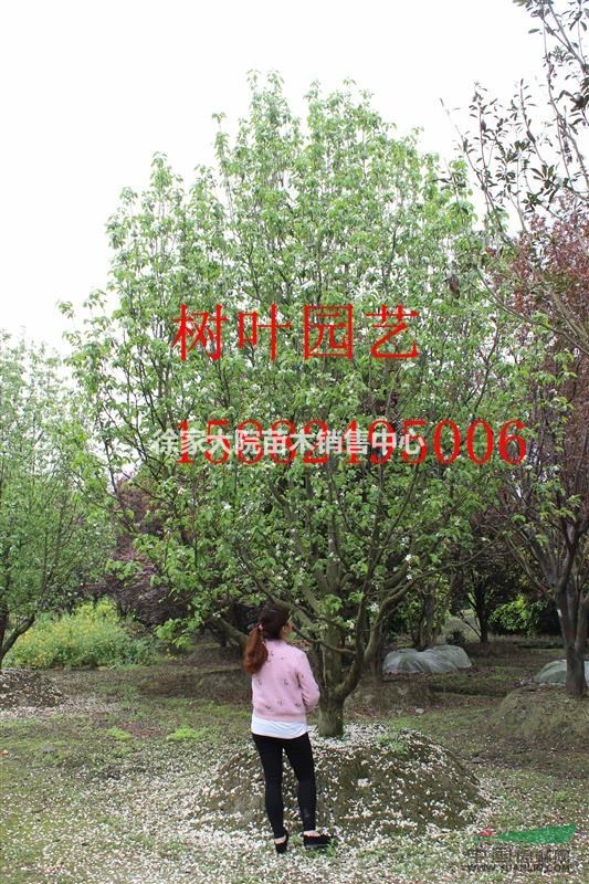 八棱海棠，郫縣八棱海棠熟貨 成都八棱海棠基地