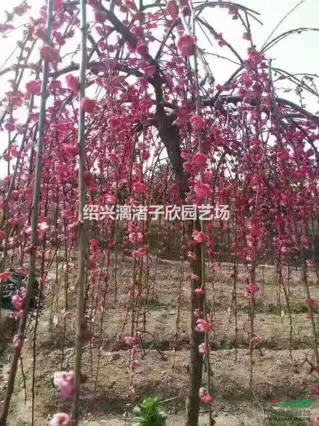 精品垂枝紅梅