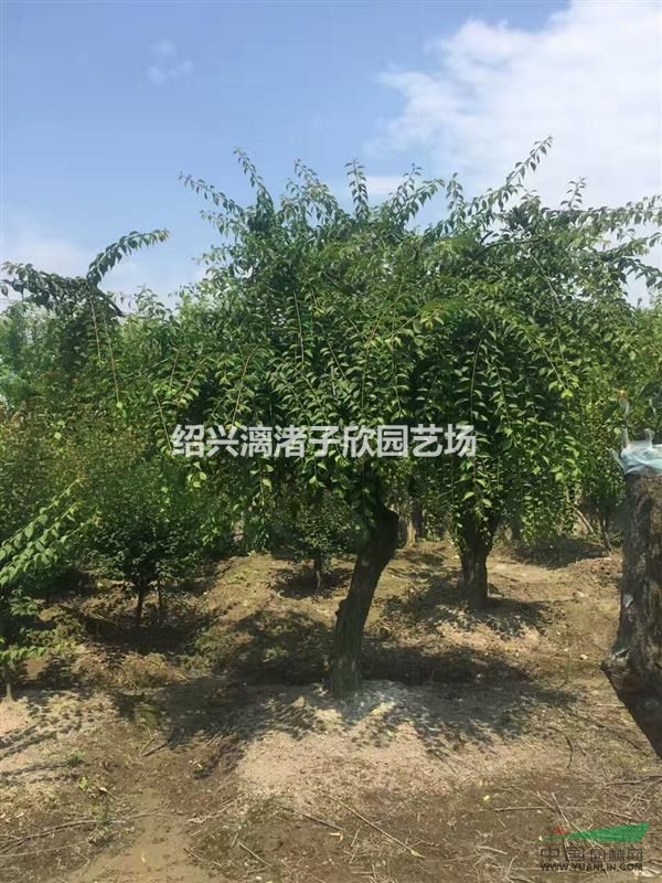 精品垂枝紅梅