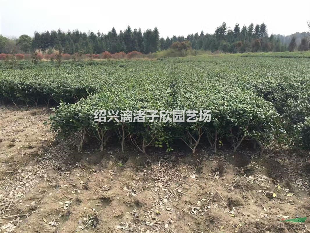 精品無刺枸骨地栽小毛球 冠副30-50厘米