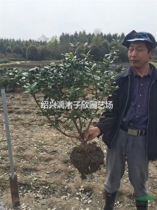 精品無刺枸骨地栽小毛球 冠副30-50厘米