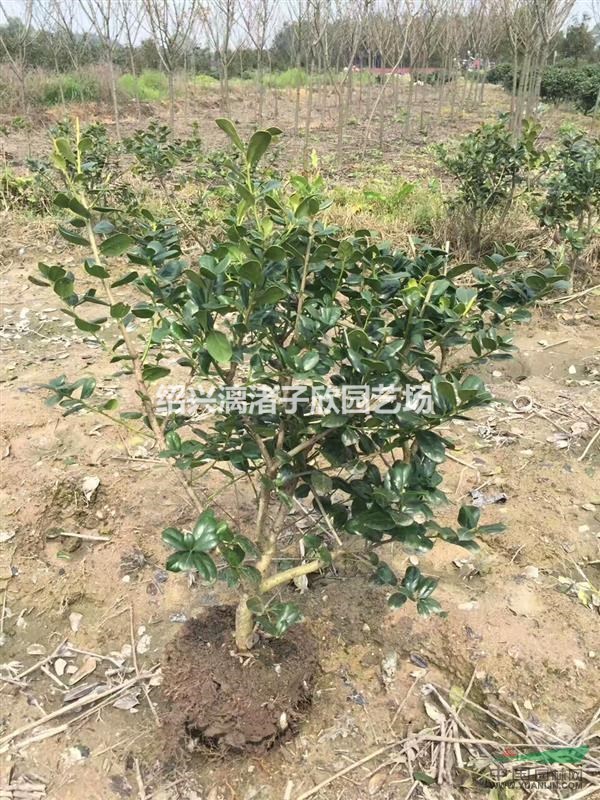精品無刺枸骨地栽小毛球 冠副30-50厘米
