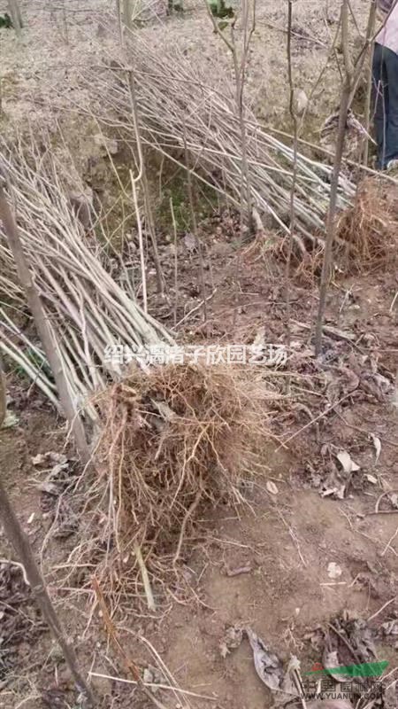 精品红白玉兰小苗 地径1至3公分 杆直
