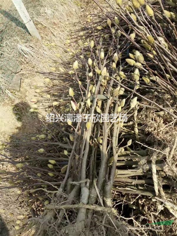 精品红白玉兰小苗 地径1至3公分 杆直