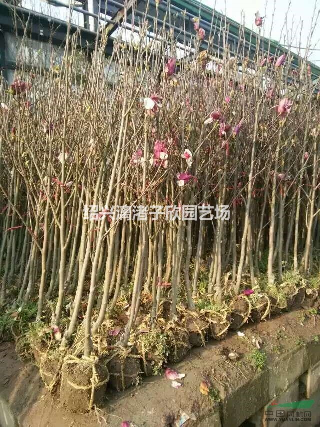 精品红白玉兰小苗 地径1至3公分 杆直