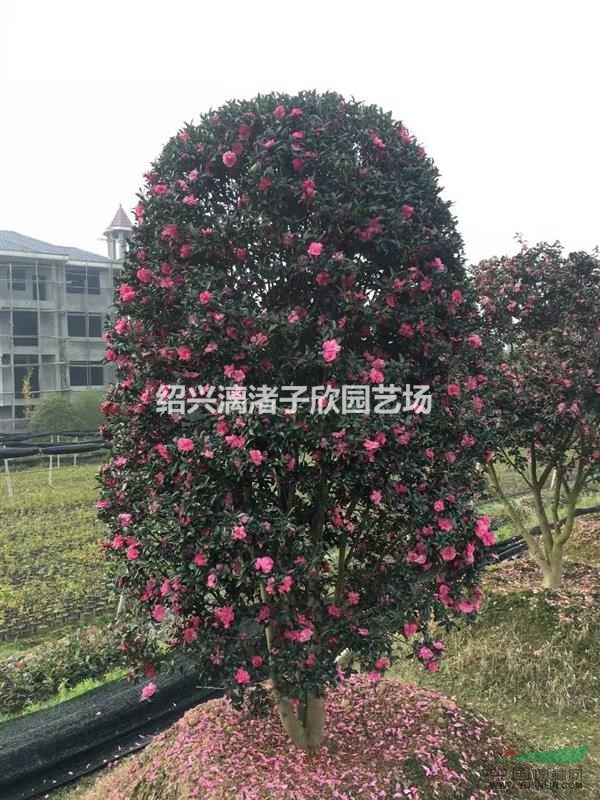 精品造型茶梅柱子