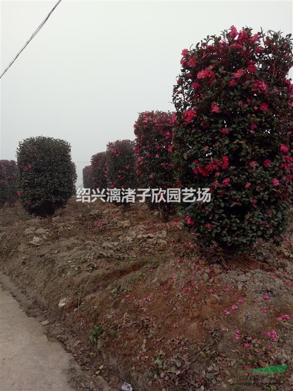 精品造型茶梅柱子