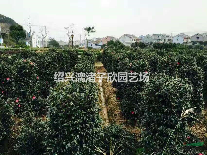 精品造型茶梅柱子