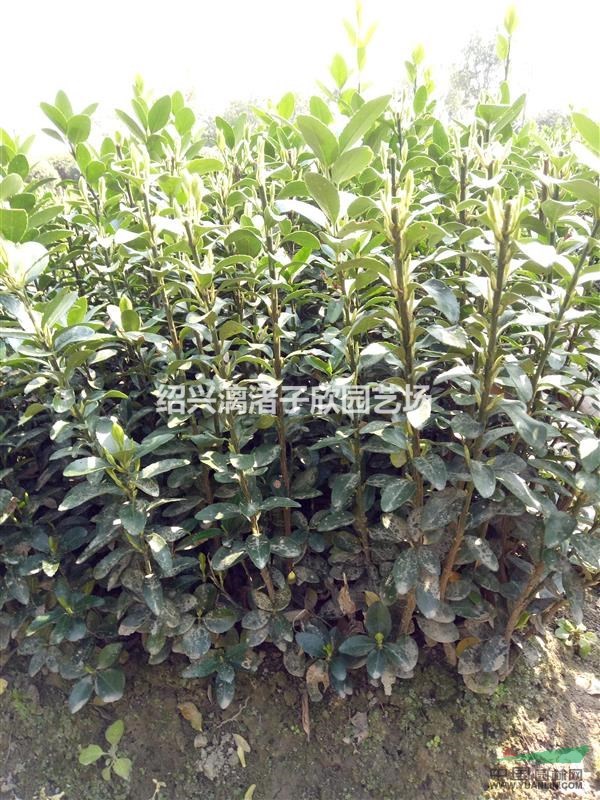 大量大葉黃楊小苗 兩年苗 桿子粗壯 高度35至50厘米