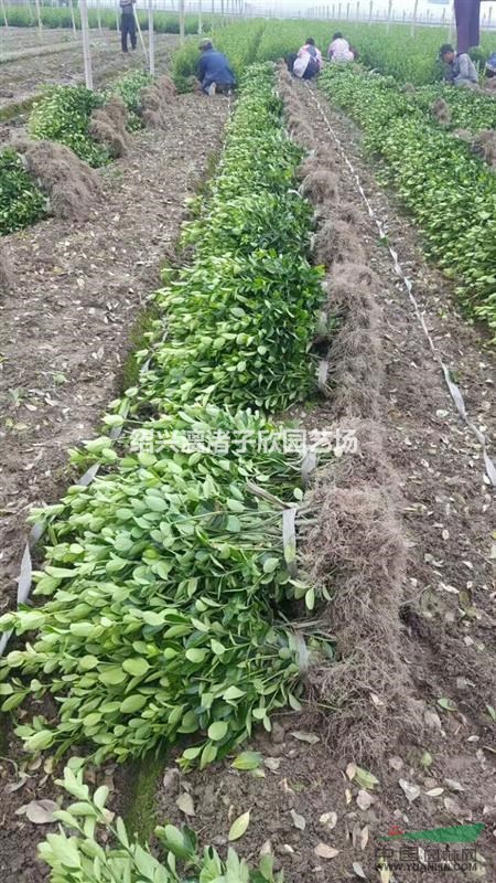 大量大葉黃楊小苗 兩年苗 桿子粗壯 高度35至50厘米