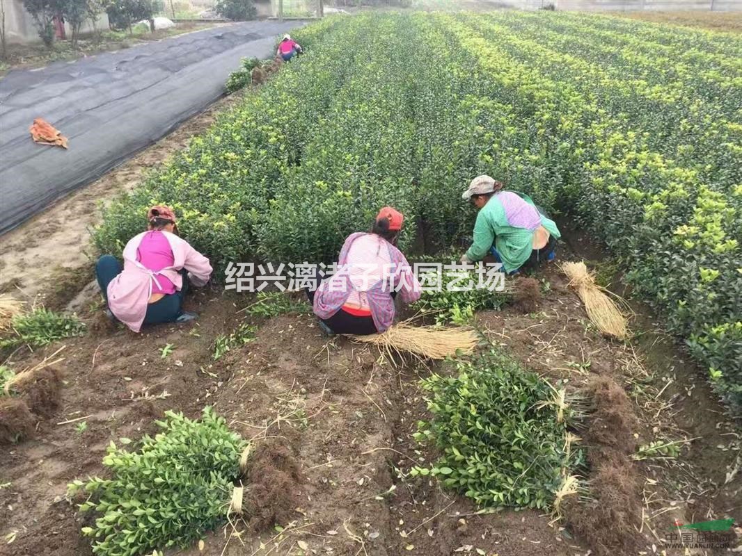 大量大葉黃楊小苗 兩年苗 桿子粗壯 高度35至50厘米