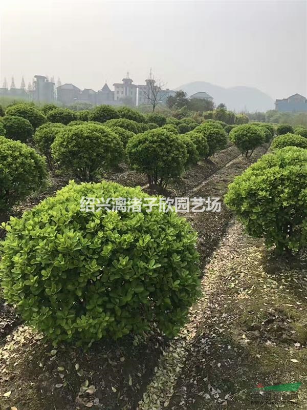精品大葉黃楊球 冠副80cm到2m 