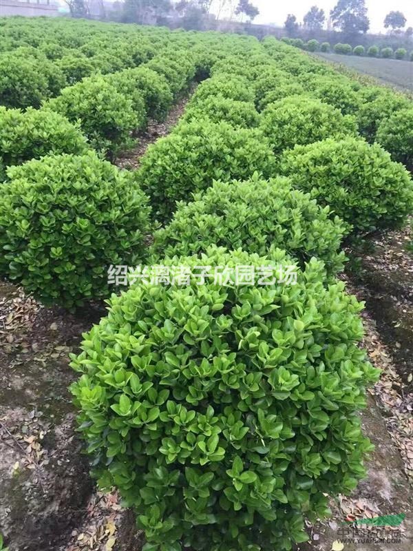 精品大葉黃楊球 冠副80cm到2m 