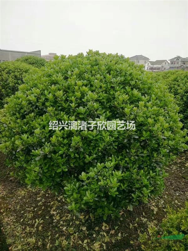 精品大葉黃楊球 冠副80cm到2m 