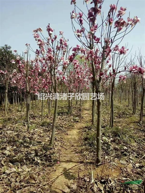 精品紅白玉蘭 地徑5到8公分 分支80厘米至1.2米