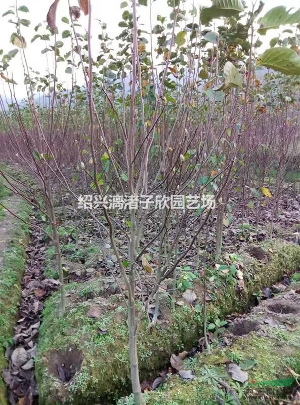 精品紅白玉蘭 地徑5到8公分 分支80厘米至1.2米