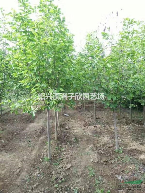 精品紅白玉蘭 地徑5到8公分 分支80厘米至1.2米