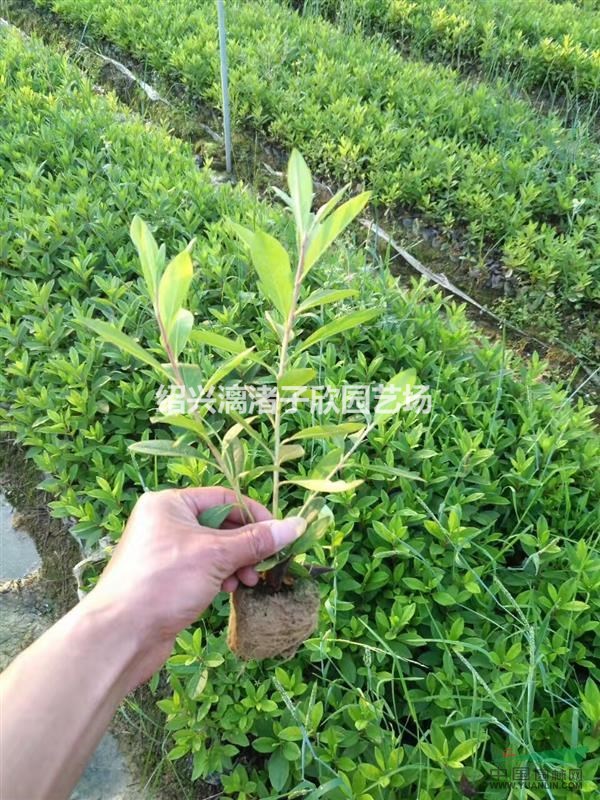 精品小杯毛鵑 高度35厘米