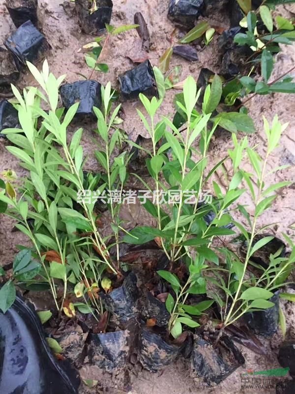 精品小杯毛鵑 高度35厘米